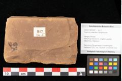 Foto (Objekt + Etikett) von Quercus palaeoilex Ettingshausen (NHMW-GEO-2024-0188-0947)